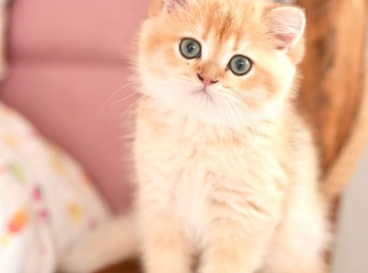 Safkan Show Kalite British Shorthair Erkek