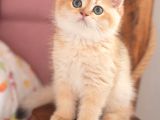 Safkan Show Kalite British Shorthair Erkek