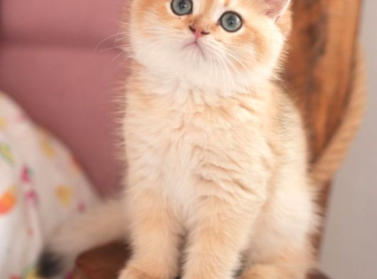 Safkan Show Kalite British Shorthair Erkek görsel