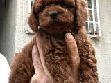 Zeki Ve Oyuncu Poodle Yavrular