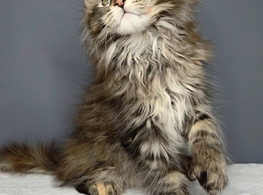 Orjinal Mainecoon Polly Yavrular görsel
