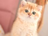 Safkan Show Kalite British Shorthair Erkek