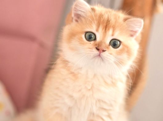 Safkan Show Kalite British Shorthair Erkek görsel