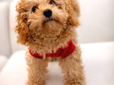 Aşk Çocukları Gerçek Toypoodle - Mikroçipli Ve Aşıları Tam