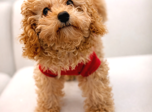 Aşk Çocukları Gerçek Toypoodle - Mikroçipli Ve Aşıları Tam görsel
