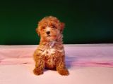 Mükemmel poodle bebekler