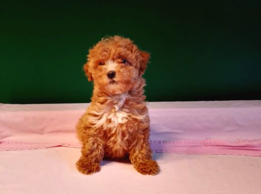 Mükemmel Poodle Bebekler