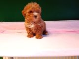 Mükemmel Poodle Bebekler