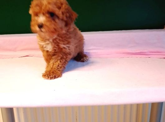 Mükemmel Poodle Bebekler görsel