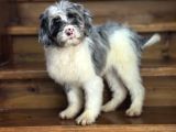 EN ÖZEL RENK LABRADOODLE AŞILI BEBEĞİMİZ BLUE MERLE