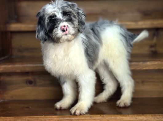 En Özel Renk Labradoodle Aşili Bebeği̇mi̇z Blue Merle