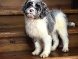 En Özel Renk Labradoodle Aşili Bebeği̇mi̇z Blue Merle