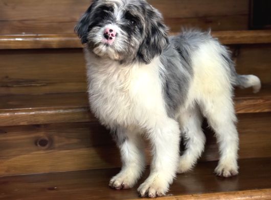 En Özel Renk Labradoodle Aşili Bebeği̇mi̇z Blue Merle görsel
