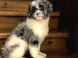 En Özel Renk Labradoodle Aşili Bebeği̇mi̇z Blue Merle