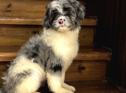 En Özel Renk Labradoodle Aşili Bebeği̇mi̇z Blue Merle görsel