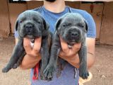 DEV CANE CORSO YAVRULARI