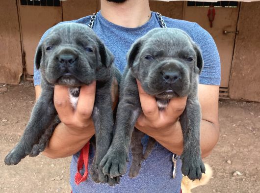 DEV CANE CORSO YAVRULARI