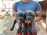 Dev Cane Corso Yavrulari