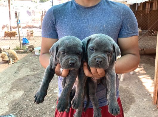 Dev Cane Corso Yavrulari görsel