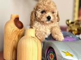 1 krem tea cup 1 siyah toy