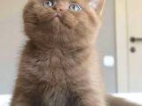 Dubai Çikolatası Tadında Chocolate British Shorthair