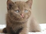 Dubai çikolatası tadında Chocolate British Shorthair