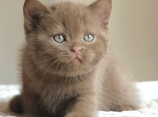 Dubai Çikolatası Tadında Chocolate British Shorthair