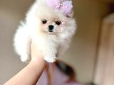TEACUP KISA BURUN PRENSES