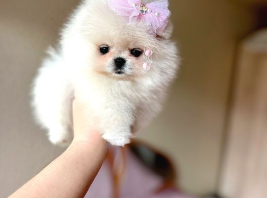 Teacup Kisa Burun Prenses