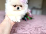 Teacup Kisa Burun Prenses