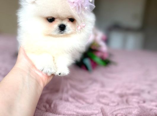 Teacup Kisa Burun Prenses görsel
