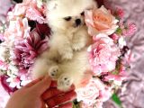 Teacup Kisa Burun Prenses