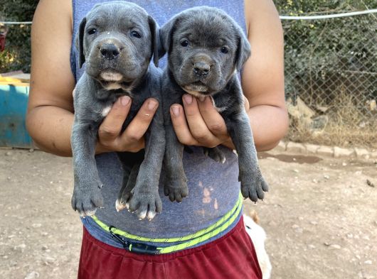 Dev Cane Corso Yavrulari görsel