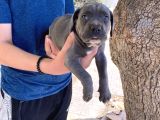 Dev Cane Corso Yavrulari