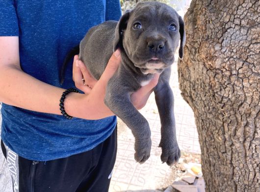 Dev Cane Corso Yavrulari görsel
