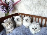 Oyuncu Sağlıklı Güzellikler