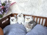Oyuncu Sağlıklı Güzellikler