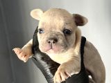 FRENCH BULDOG MİNİKLER A KALİTE