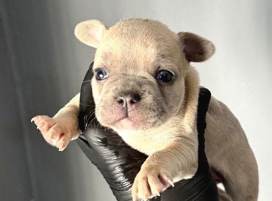French Buldog Mi̇ni̇kler A Kali̇te