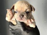 French Buldog Mi̇ni̇kler A Kali̇te