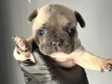 French Buldog Mi̇ni̇kler A Kali̇te