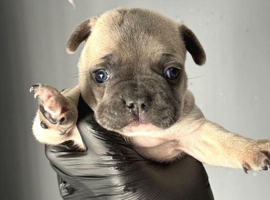 French Buldog Mi̇ni̇kler A Kali̇te görsel