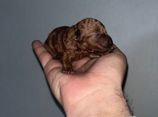 Rezerveye Açık Redbrown Toypoddle Bebekler