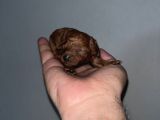 Rezerveye Açık Redbrown Toypoddle Bebekler