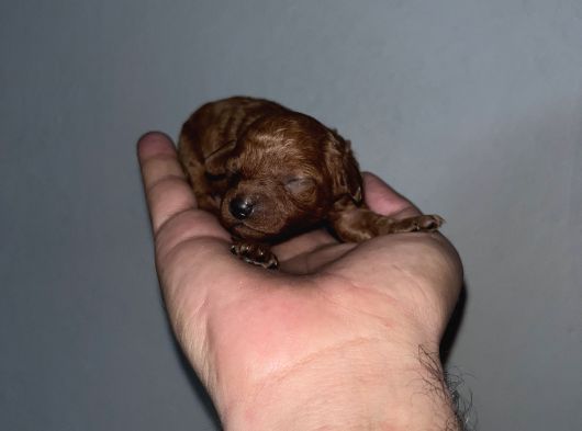 Rezerveye Açık Redbrown Toypoddle Bebekler görsel