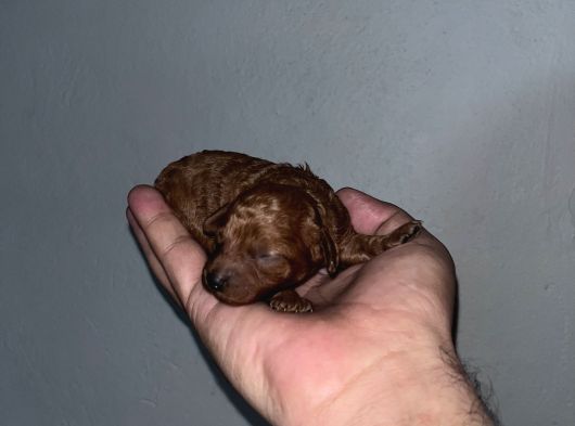Rezerveye Açık Redbrown Toypoddle Bebekler görsel