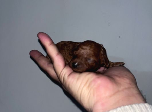 Rezerveye Açık Redbrown Toypoddle Bebekler görsel