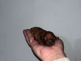 Rezerveye Açık Redbrown Toypoddle Bebekler