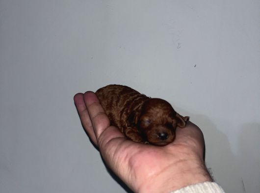 Rezerveye Açık Redbrown Toypoddle Bebekler görsel