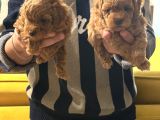 Firsat Poodle Yavrulari Anne 3 Kg Baba 2 Kg Kaçirmayin